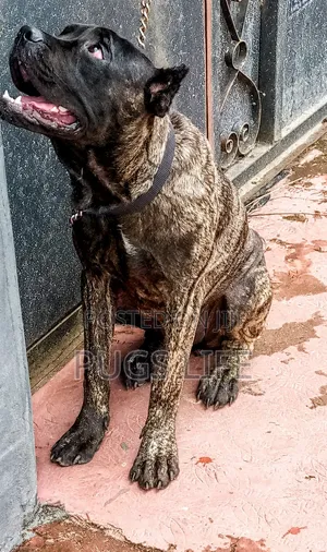 3-6 months Female Purebred Cane Corso