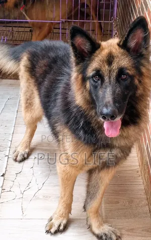 6-12 months Male Purebred German Shepherd