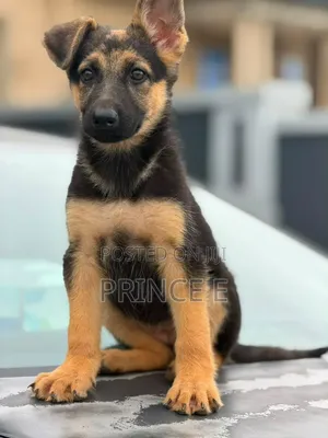 1-3 months Female Purebred German Shepherd