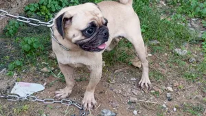 1+ year Female Purebred Pug