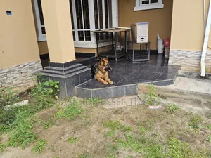 6-12 months Female Purebred German Shepherd