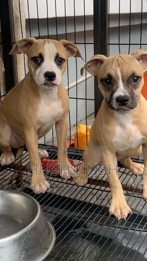 1-3 months Female Mixed Breed American Pit Bull Terrier