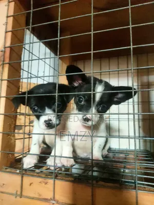 1-3 months Female Purebred Chihuahua