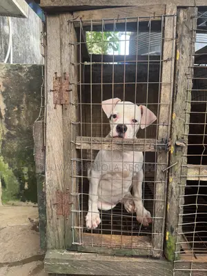 3-6 months Female Purebred American Bulldog