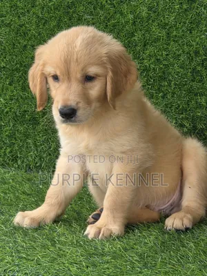1-3 months Female Purebred Golden Retriever