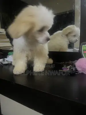 1-3 months Male Mixed Breed Maltese