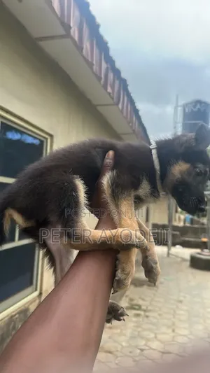 1-3 months Male Purebred German Shepherd