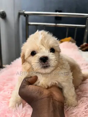 1-3 months Female Purebred Lhasa Apso