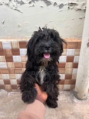 1+ year Male Purebred Lhasa Apso