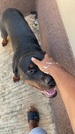 1+ year Male Purebred Rottweiler
