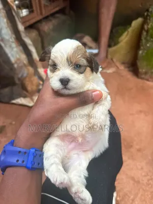 1-3 months Male Purebred Lhasa Apso