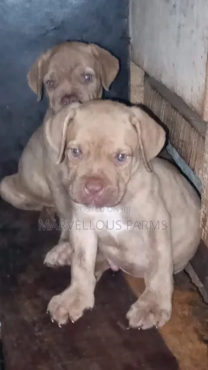 1-3 months Female Purebred Boerboel
