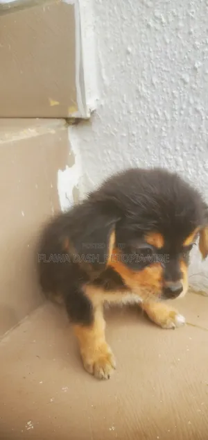 1-3 months Male Purebred Lhasa Apso