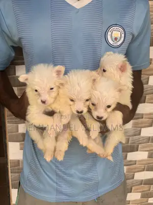 1-3 months Female Purebred American Eskimo