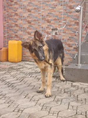 3-6 months Male Purebred German Shepherd