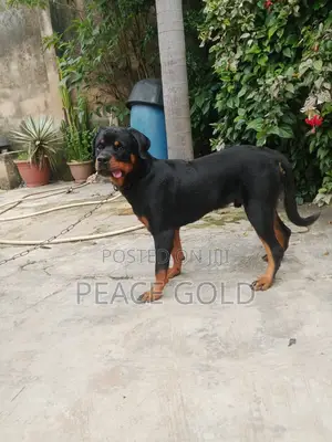 6-12 months Male Purebred Rottweiler
