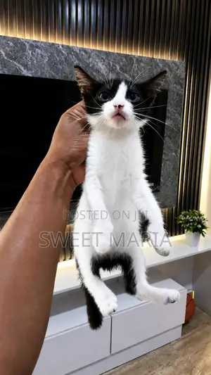 1-3 months Female Mixed Breed American Shorthair