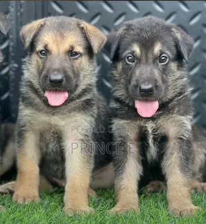 1-3 months Female Purebred German Shepherd