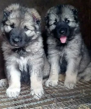 1-3 months Male Purebred Caucasian Shepherd