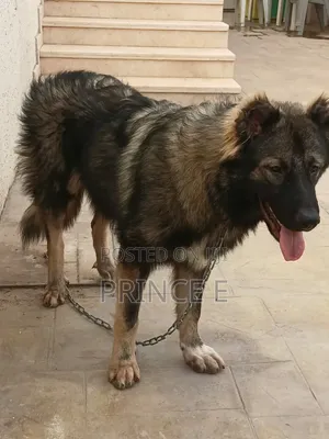 1+ year Female Purebred Caucasian Shepherd