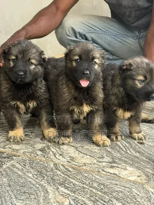 1-3 months Female Purebred Caucasian Shepherd