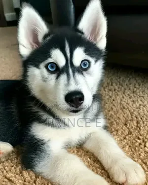 3-6 months Male Purebred Siberian Husky