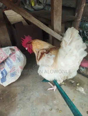 Noiler Chicken for Sale