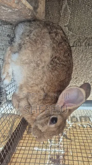 Rabbit Livestock