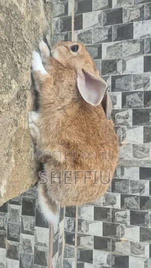 Male Chinchilla