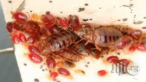 Effective Bed Bugs Fumigation In Lagos Nigeria