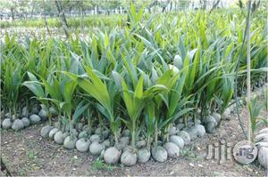 Hybrid Coconut Seedlings