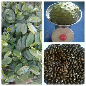 Soursop Seedlings