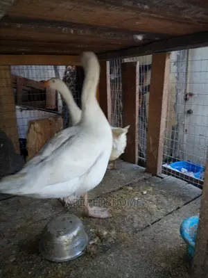 Goose and Geese for Sale