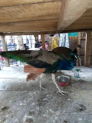 Adults Peacocks for Sale
