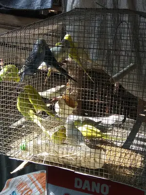 Buggie Parrots for Sell