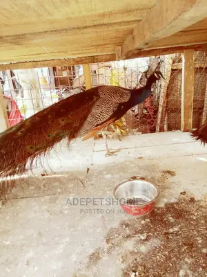 Peacock Pair for Sale