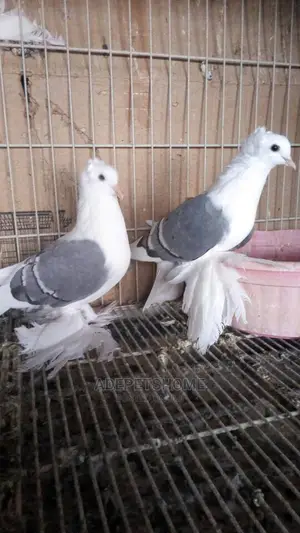 Fantail Foreign Peagons For Sale