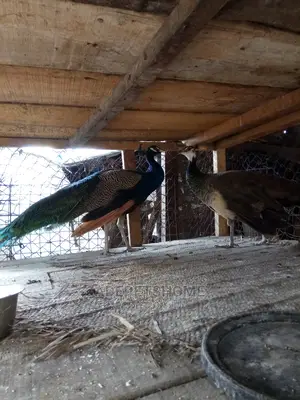 Male and Female Peacocks for Sale