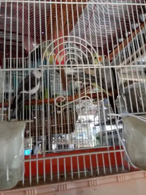 Cockatoo Pair For Sale