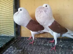 Foreign Pigeons For Sale