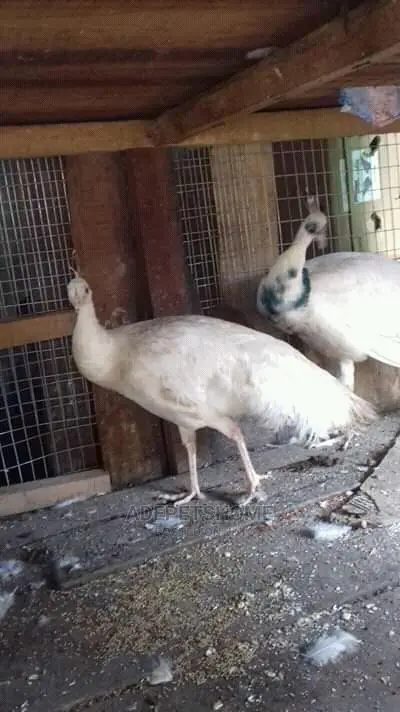 White Foreign Peacocks