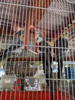 Cockatiels Parrots for Sale