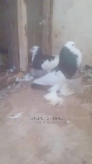 Pouter Pigeons for Sale