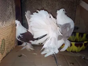Indian Fantail Pigeons