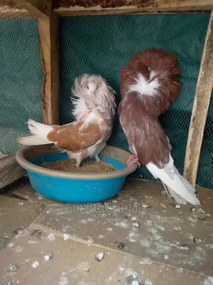 Jacobin Pigeons For Sale