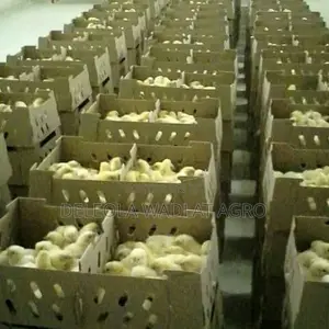 Quality Day Old Broiler