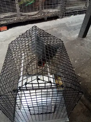 Cages For Sale