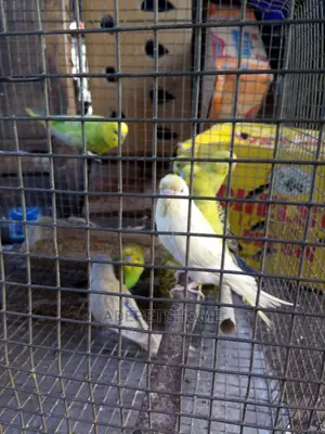 Beautiful Buggie Parrots For Sale
