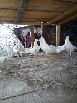 Pair Fantail Pigeons For Sale