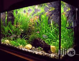 Aquarium Fish Tanks Designs And Installations